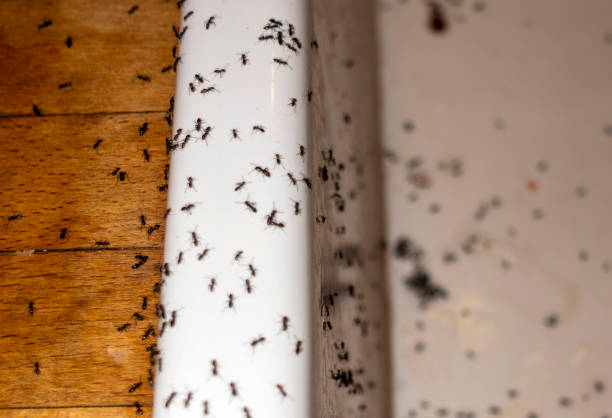Best Pest Prevention Services  in Boonton, NJ